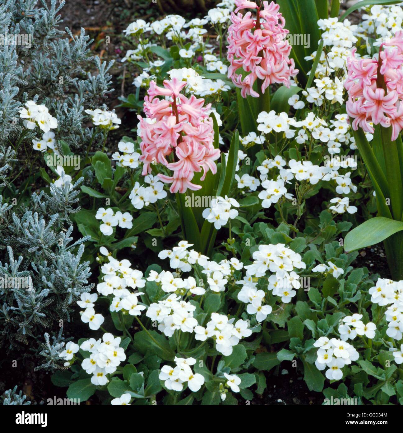 Arabis alpina - subsp. caucasica `Snowdrop'   ALP033540 Stock Photo